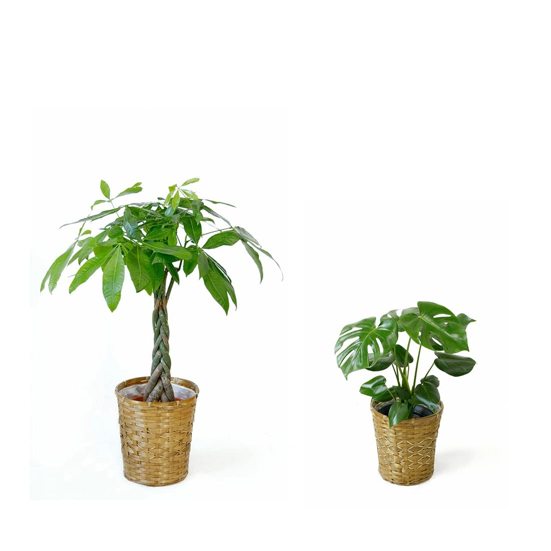 Amazon｜観葉植物 本物 7号+6号セット パキラ7号・モンステラ6号